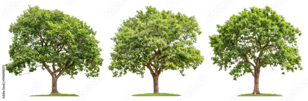 Fototapeta premium PNG Three lush green trees, transparent background