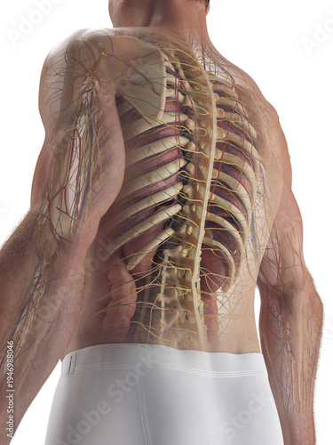 Illustrated Rendering Showing The Organs Of A Male