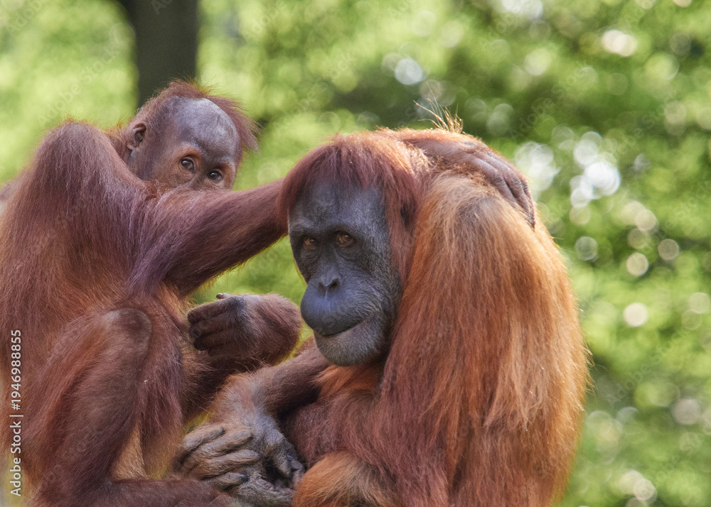 Naklejka premium Close moment between orangutan mother and baby in natural environment, wildlife family interaction showing care protection and strong family bond