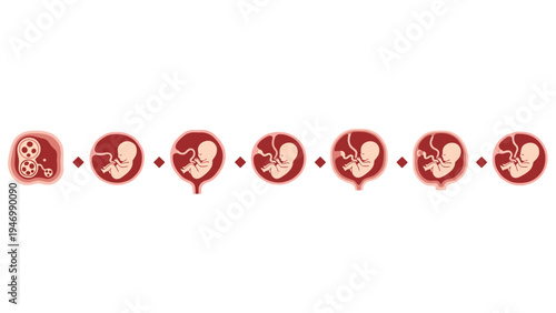 Horizontal timeline illustrating the sequential stages of fetal development within the uterus, from early embryo to advanced gestation, in a medical context.