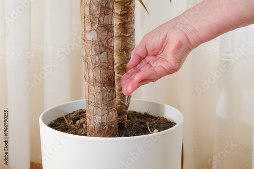 Fotografia Hand watering yucca houseplant for growth and care