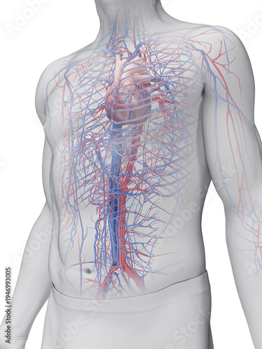 A Detailed 3D Depiction Of The Circulatory System Of A Man