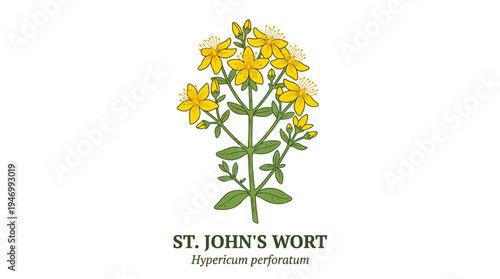 St. John's wort, a medicinal botanical flowering plant, illustrated in a vintage, hand‑drawn, colorful, isolated style