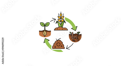 Plant Growth Cycle Stages Infographic.