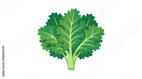 Cabbage, a leafy vegetable, fresh green kale heads serve as salad ingredients, harvested as a healthy natural crop from organic farms, illustrated in a flat vector graphic on a white background