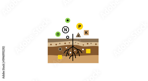Plant Soil Nutrient Absorption Process.
