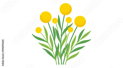 Billy ball flowers, complete with leaves and stems, are joined by Craspedia—a summer plant with round yellow buds and foliage; both bloom in spring as wildflowers, illustrated in a flat botanical