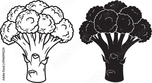 Black and white of broccoli with detailed florets and stem also transparent background vegetable