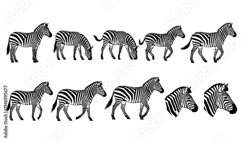 Zebra animal silhouette vector icon set EPS wildlife design