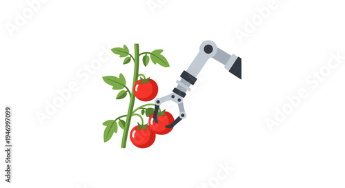 Robotic arm picking red tomatoes.