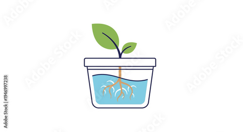 Small green plant in water pot.