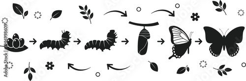 Butterfly life cycle stages illustration with caterpillar chrysalis and adult insect, educational metamorphosis diagram with arrows isolated on white background