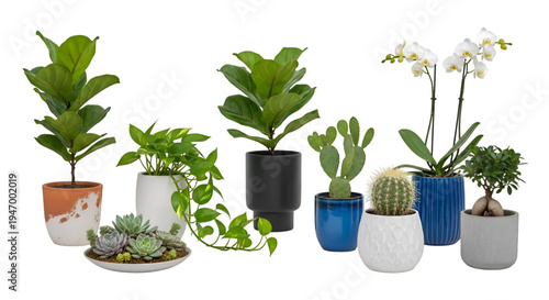 Collection of Various Potted Plants and Succulents in Decorative Pots on transparent background