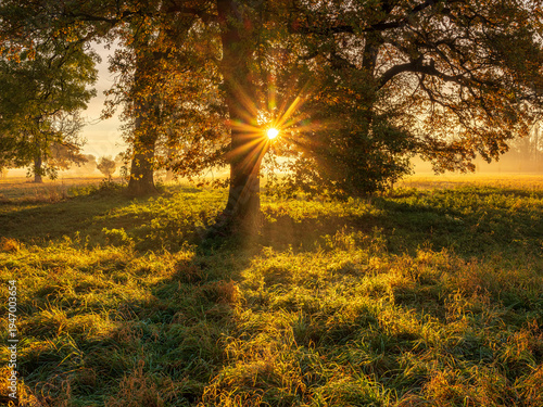 Oak Trees in Meadow at Sunrise, Sunbeams breaking through Morning Fog in Autumn