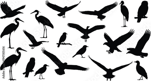Bird silhouette collection, flying birds, standing birds, perched birds, long neck, wings spread, avian diversity, wildlife illustration, nature artwork, shadow design