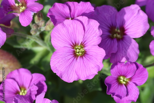 Aubrieta Axcent Antique Rose ('Audelanro') (Axcent Series). Close up of vibrant large magenta aubrieta with darker centre. 