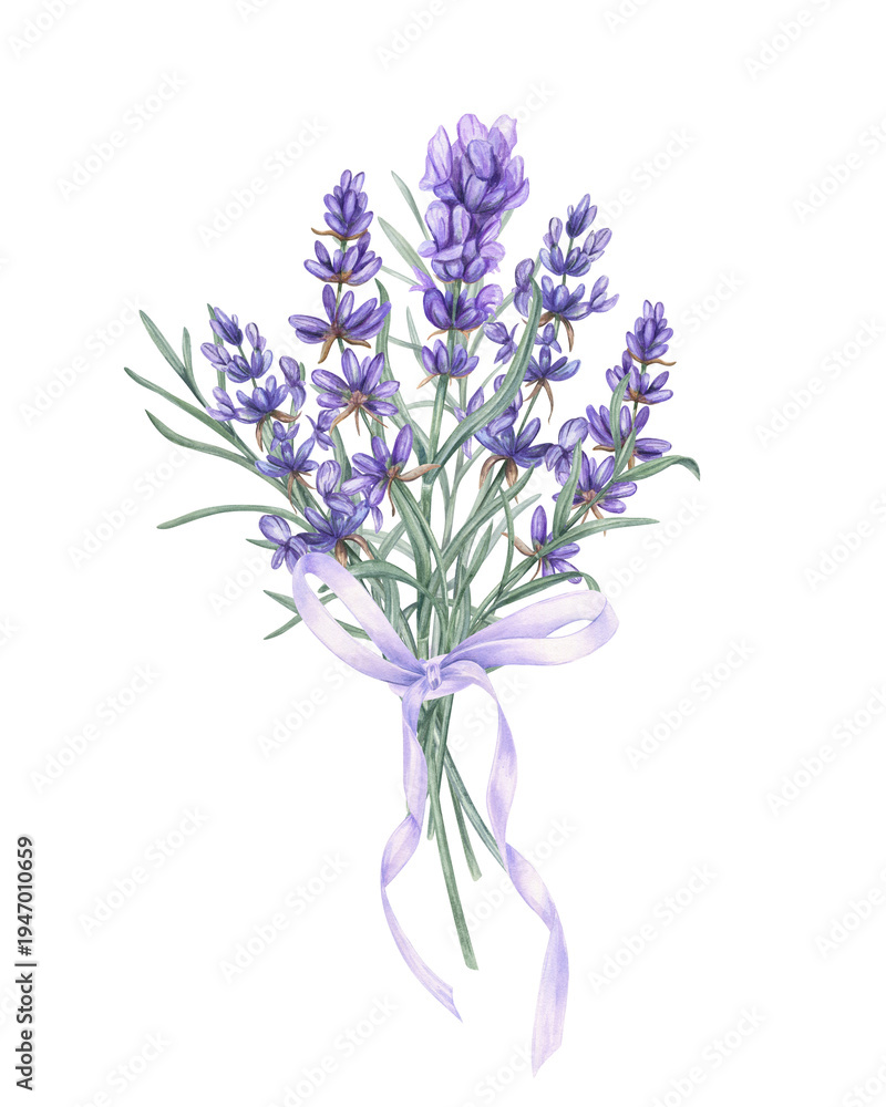 Obraz premium Lavender branches tied with lilac ribbon bow watercolor illustration on isolated background. Purple flowers and green leaves bouquet. Aromatic purple flowers for wedding invitations, stationery.