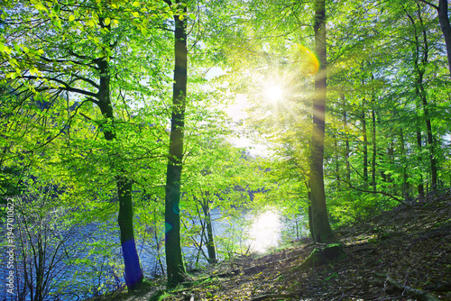Summer beech trees on the sun and forest lake. Nature background.