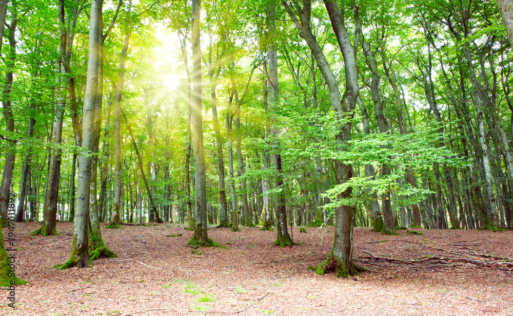 Naklejka premium Summer forest with sun light. Nature background.