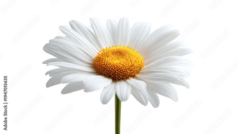Naklejka premium Daisy with white petals and yellow center, isolated on a white background