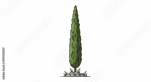 Tall Slender Green Cypress Tree