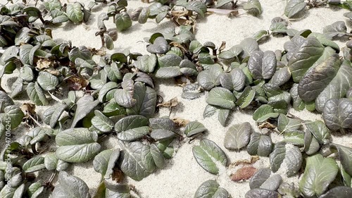 Macro close-up of Ipomoea stolonifera (Fiddle-Leaf Morning Glory) growing on sand near the Mediterranean coast of Israel, with white morning blooms