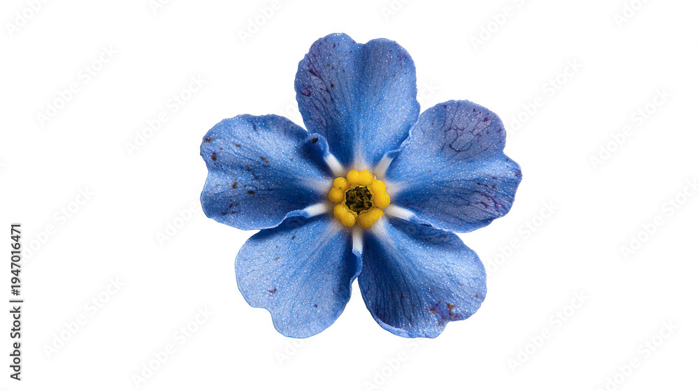 Naklejka premium Forget-me-not flower with tiny blue petals and yellow center, isolated on a white background