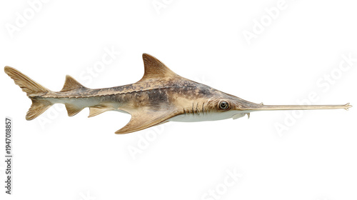 Smalltooth sawfish swimming, isolated on a white background