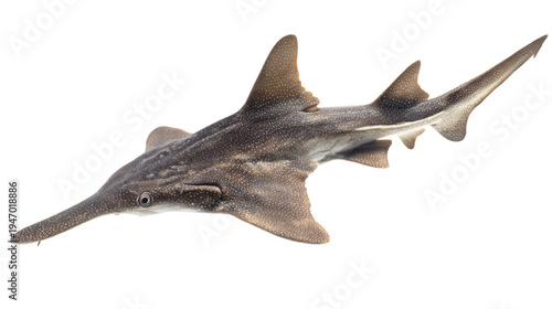 Smalltooth sawfish swimming, isolated on a white background