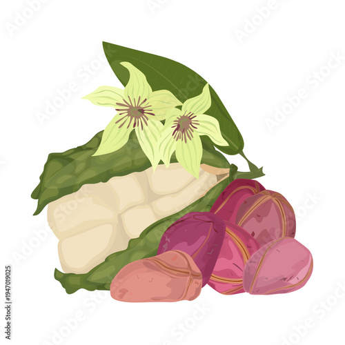 Kola Nut Tropical Seed and flowers from Cola Tree