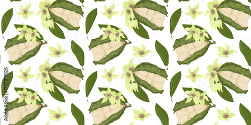 Seamless Pattern Kola Nut Tropical Seed from Cola Tree