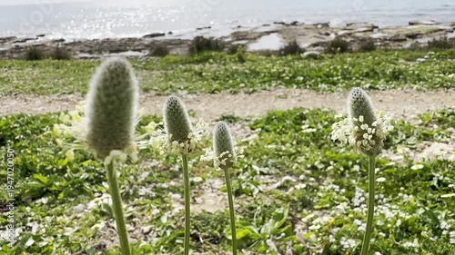 Macro close-up of Plantago lagopus (hare's foot plantain) blooming on the Mediterranean coast of Israel near the sea, visited by Heliotaurus ruficollis
