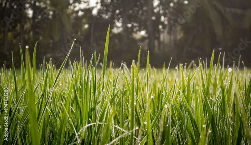 Fotografi Field of Rice seedlings with sparkling dew drops and soft bokeh background with