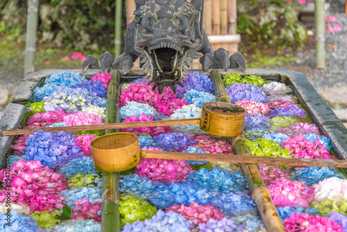 日本の京都にある柳谷観音 楊谷寺の花手水　アジサイ