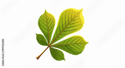 A single green and yellow leaf with visible veins on a white background