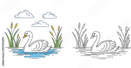 Elegant Swan Swimming in Pond Illustration. Vector Set of Colored Graphic and Black and White Line Art Outline. Nature Coloring Page Template with Cattails.
