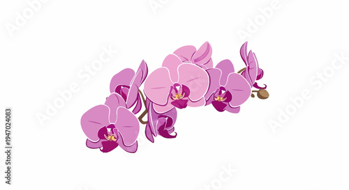 Delicate pink orchids bloom gracefully on a clean white background