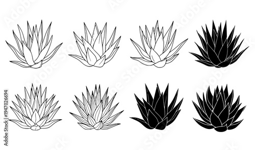 Agave succulent plant icon collection outline and silhouette botanical vector illustration