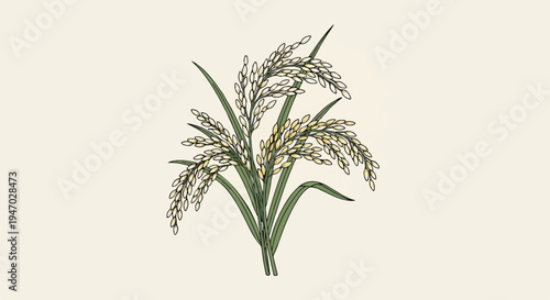 Watercolor-style illustration of a bunch of ripe rice stalks with green leaves on a pale background