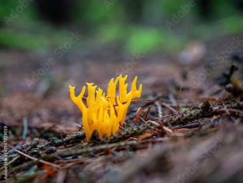 Bright yellow coral fungus growing on a forest floor, a vibrant natural wonder in Ireland