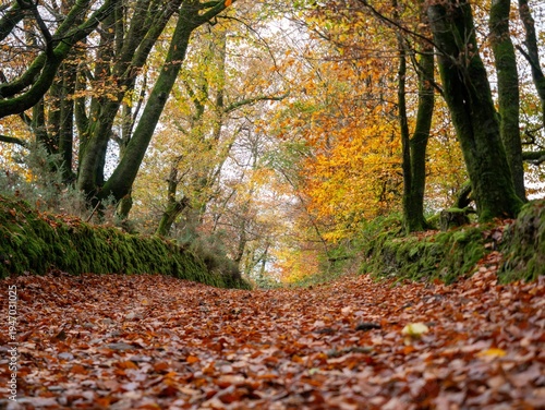 Path covered in fallen autumn leaves leading into a moss-lined forest in Ireland, evoking a sense of journey and natural beauty.