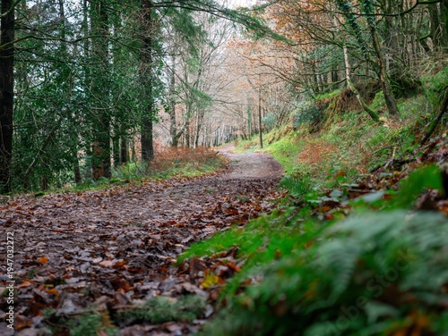 Path through a forest in autumn, covered in fallen leaves, inviting exploration and a sense of journey.