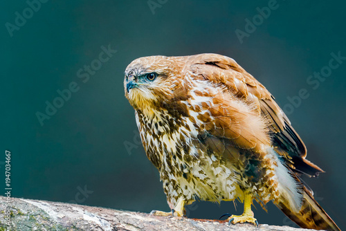 Portrait of a Hawk 