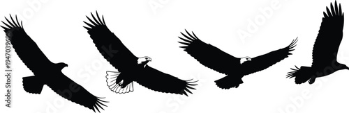 Eagle silhouettes in flight with wide wings, bald eagle details, dynamic feather motion, bird vector illustration for wildlife, avian anatomy, nature, and design concepts