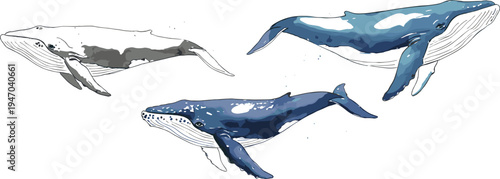 Three artistic whale illustrations in shades of blue and gray, detailed marine animal drawings with flippers, tails, and baleen features for ocean wildlife educational artwork design