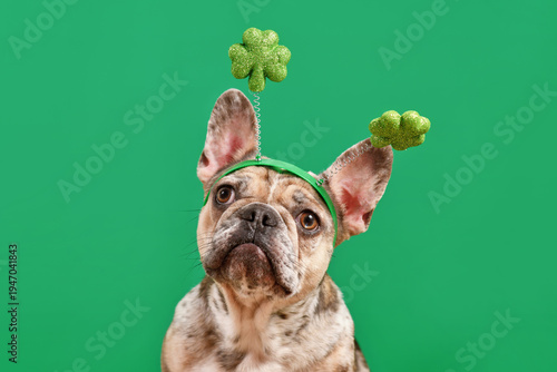 Merle French Bulldog dog wearing St. Patrick’s Day shamrock costume headband on green background
