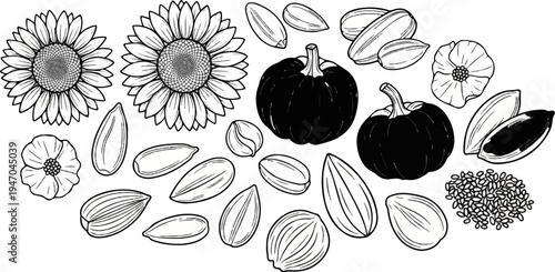 Black and white illustration of sunflowers, pumpkins, seeds, and petals