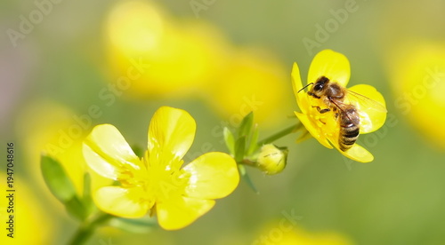 Photos honey bee collects pollen from yellow flower on green background