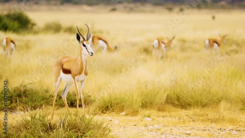 A springbok antelope standing and looking in the forest at Mabuasehube, Botswana, South Africa 