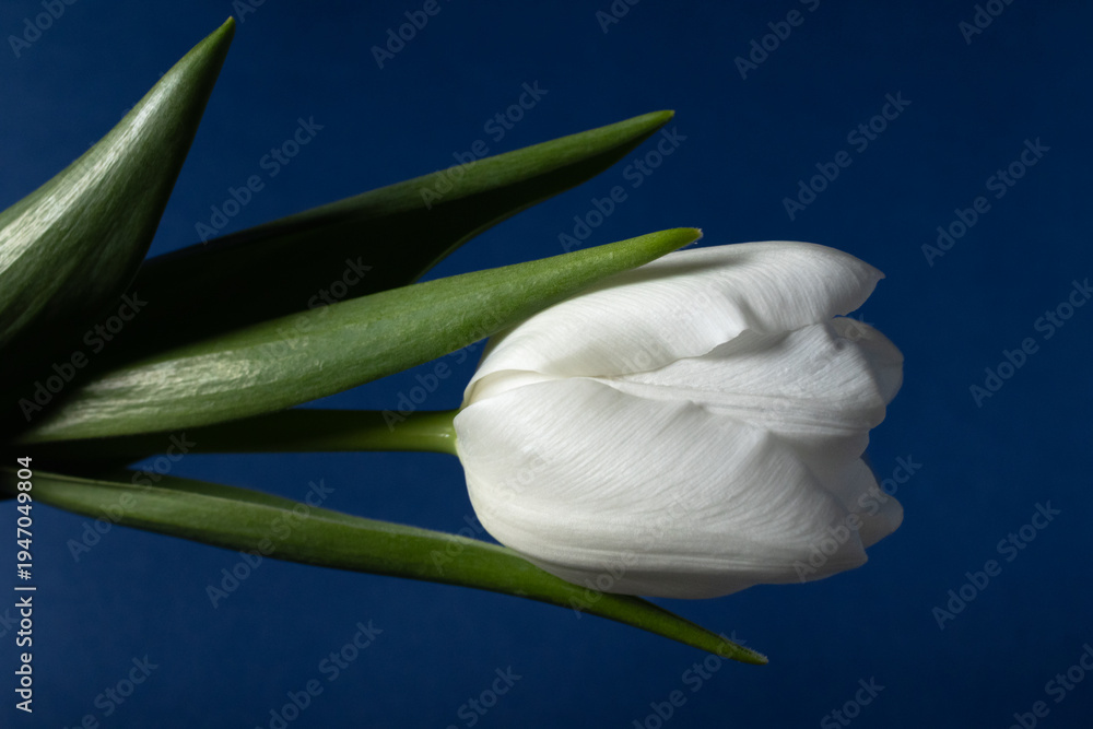 Obraz premium A striking white tulip in full bloom dramatically emerging from deep blue shadows, featuring sharp green leaves and exquisite petal textures for high-end floral design